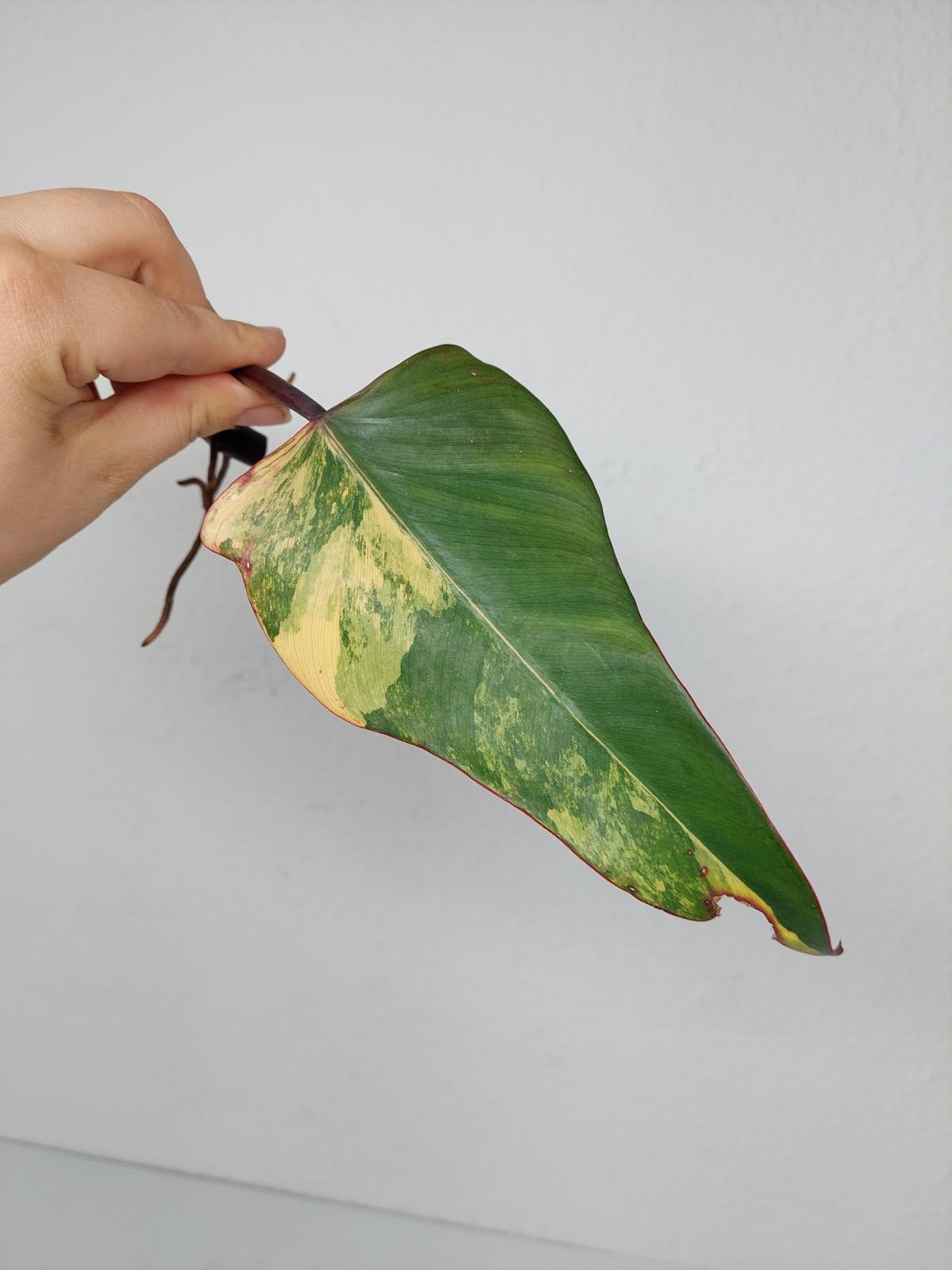 Philodendron Strawberry Shake Steckling