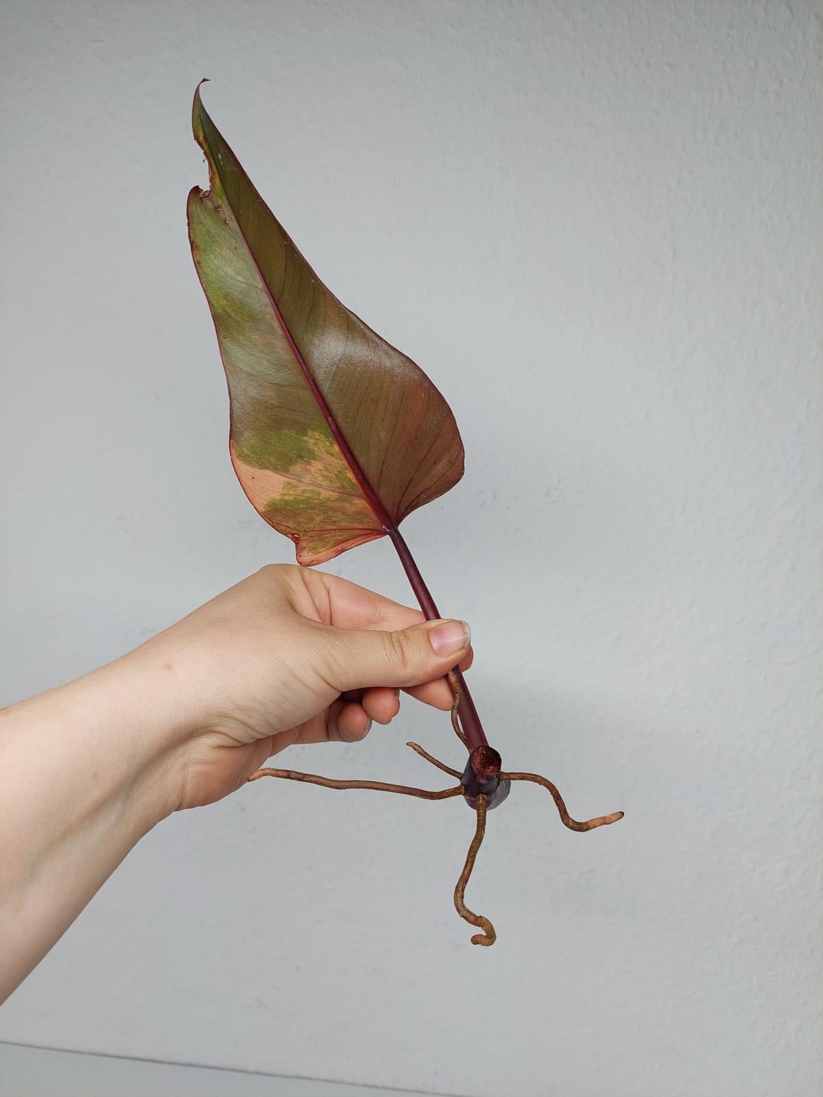 Philodendron Strawberry Shake Steckling