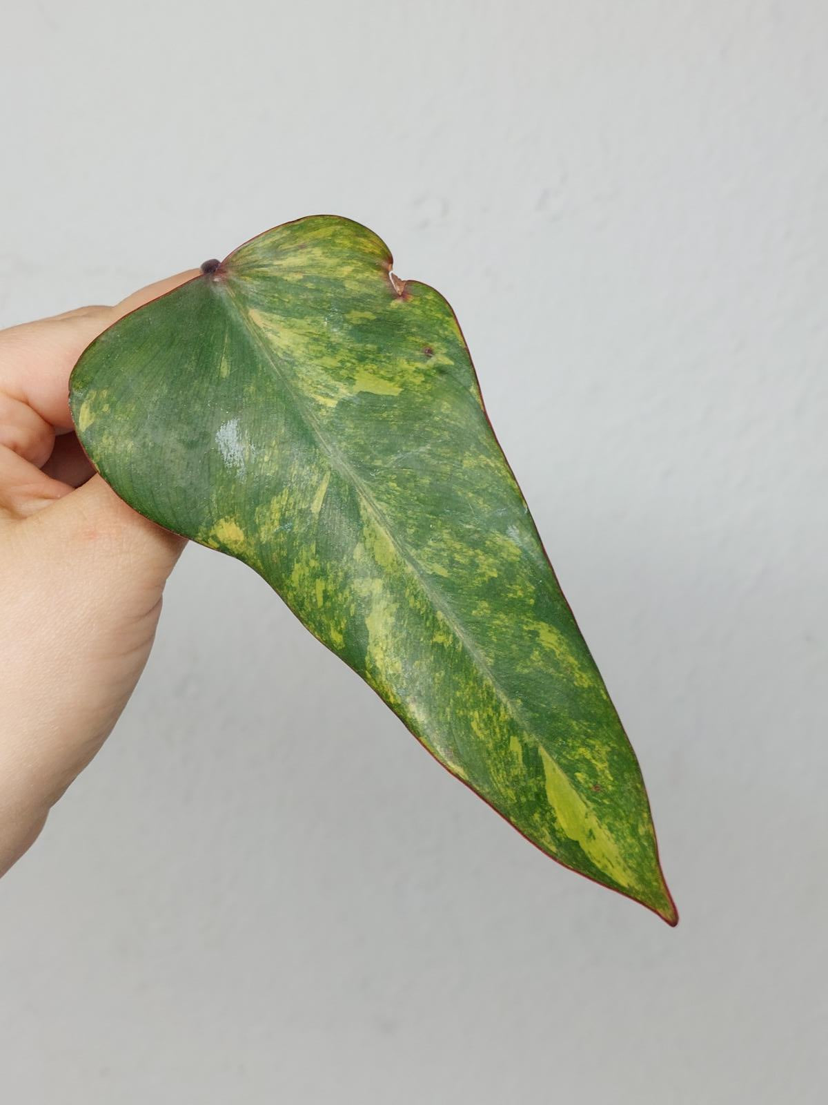 Philodendron Strawberry Shake Steckling