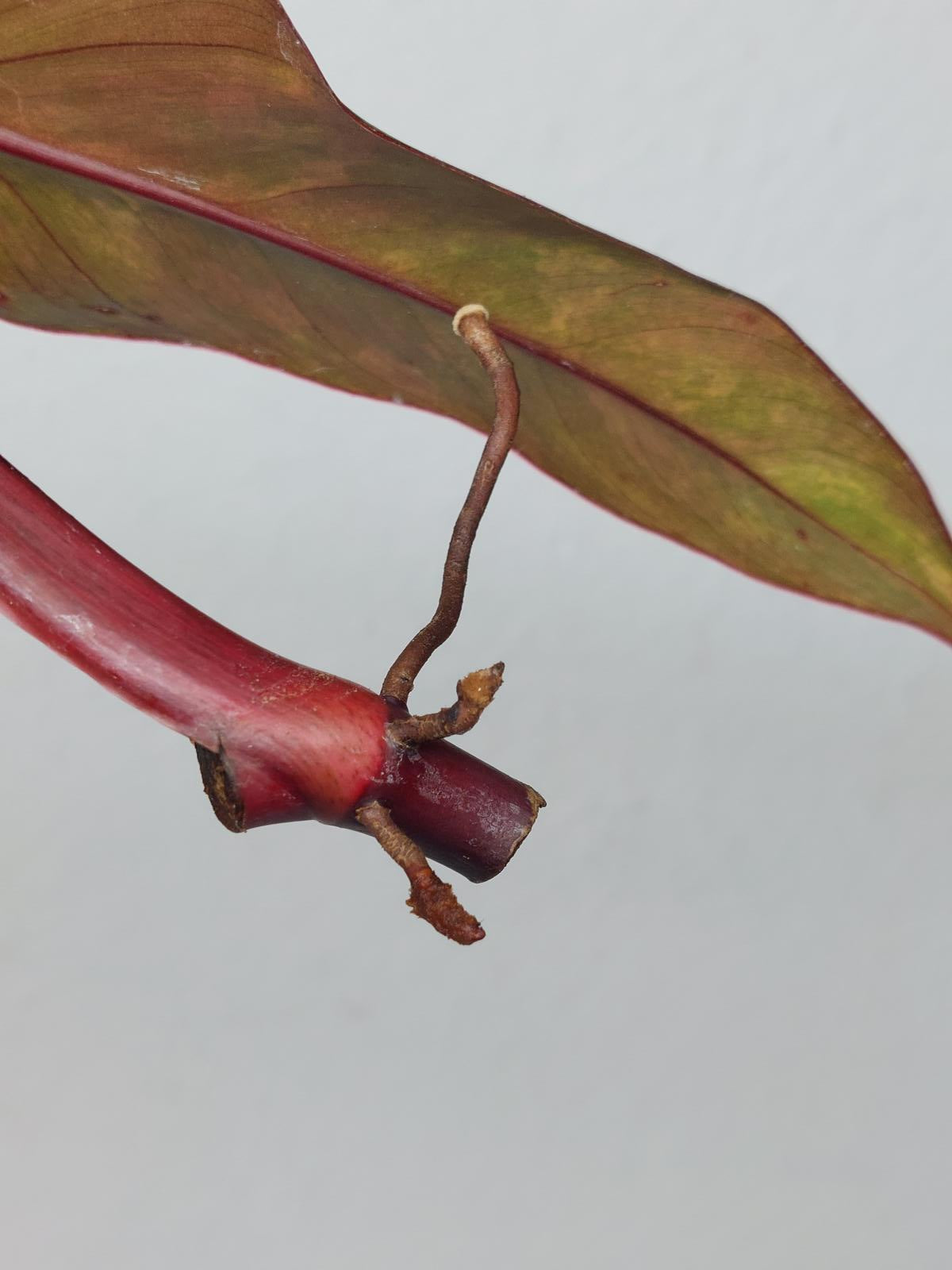 Philodendron Strawberry Shake Steckling