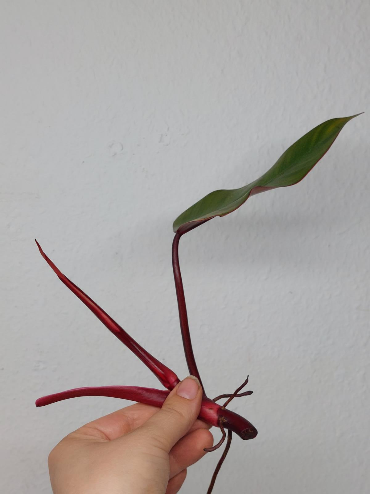 Philodendron Strawberry Shake Steckling