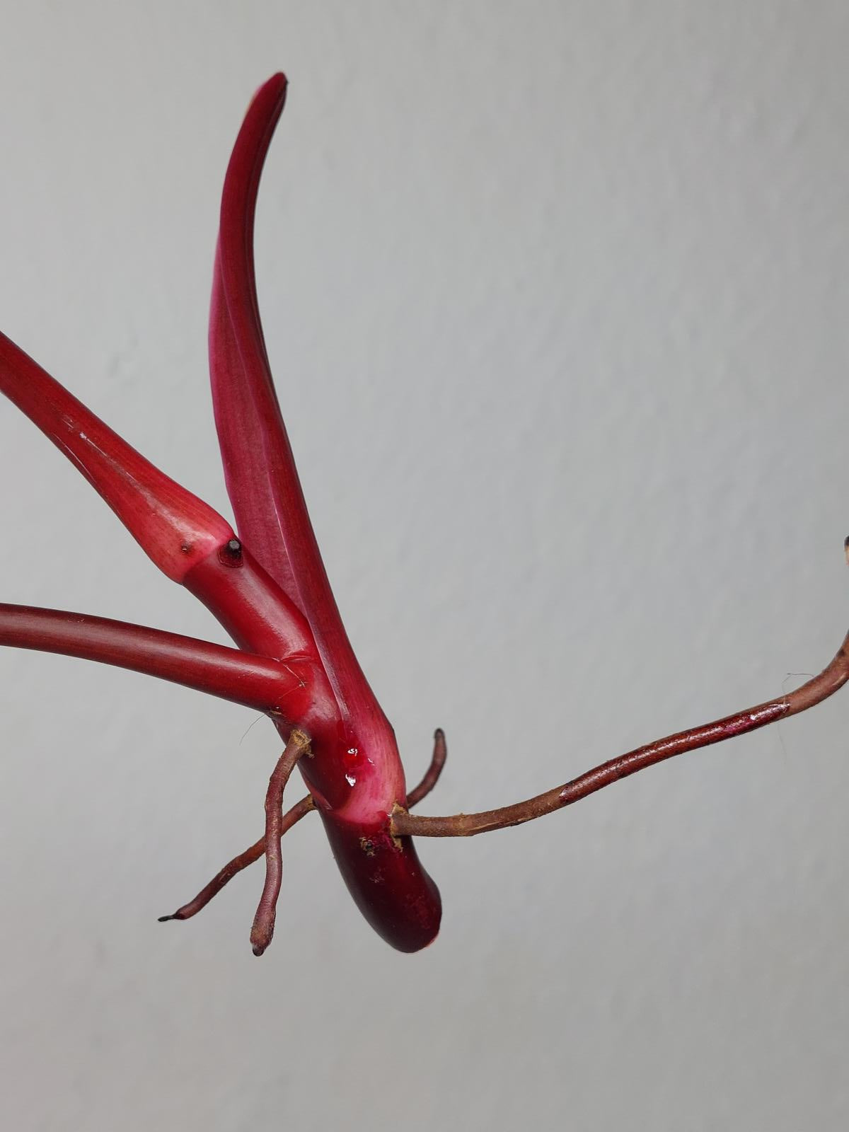 Philodendron Strawberry Shake Steckling