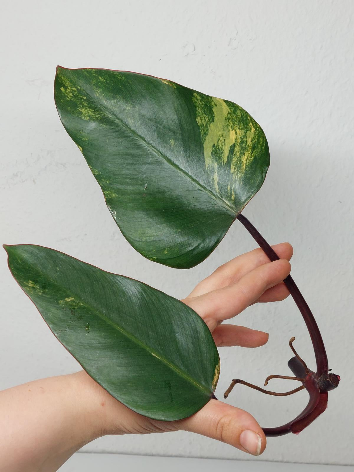 Philodendron Strawberry Shake Steckling