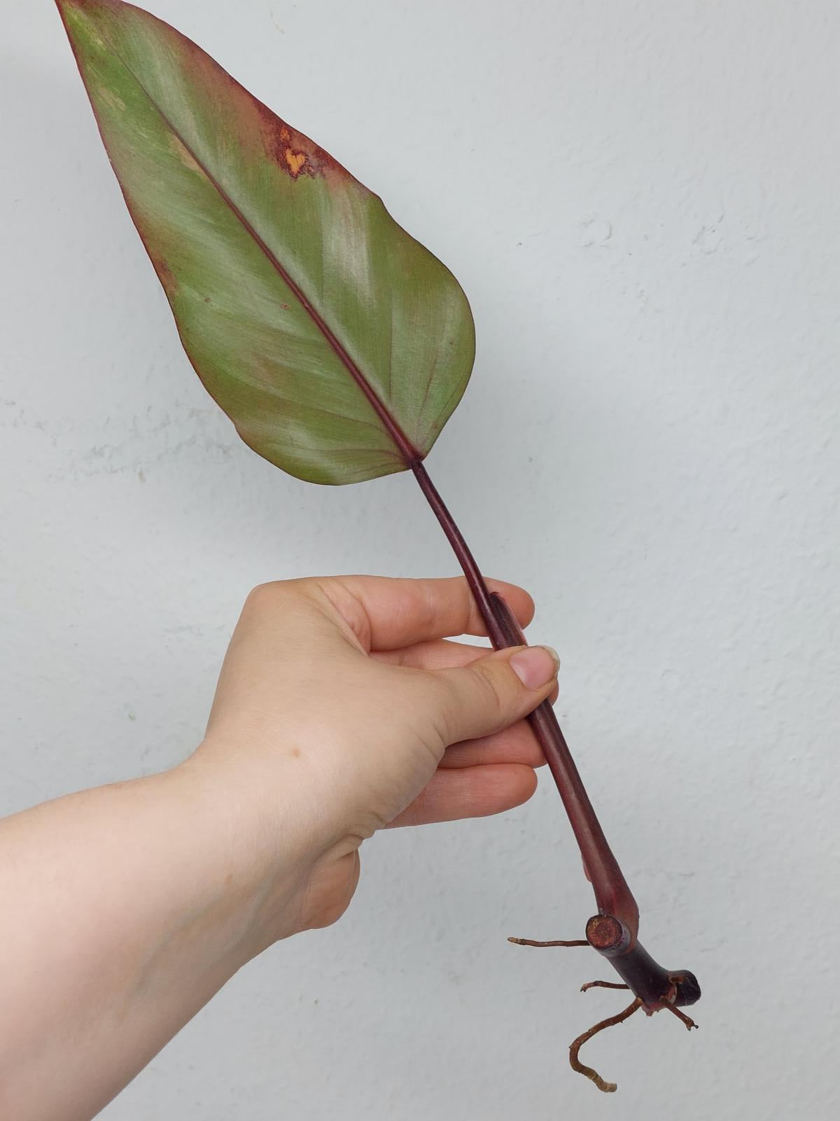 Philodendron Strawberry Shake Steckling