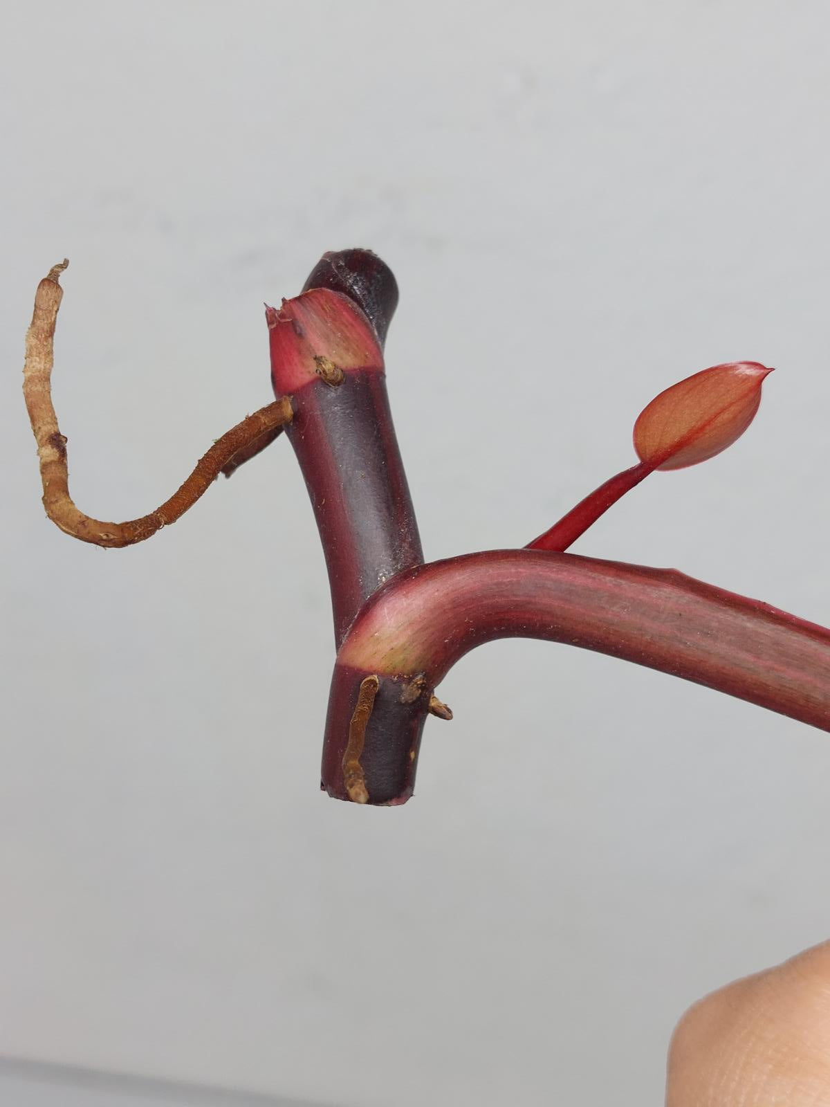 Philodendron Strawberry Shake Steckling