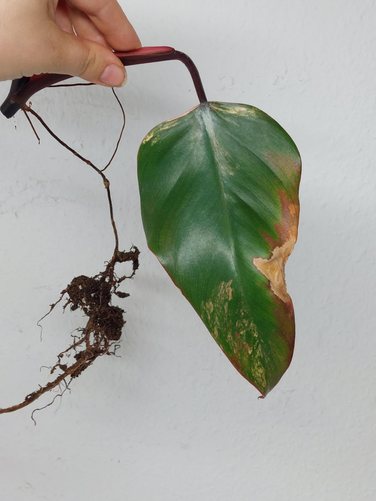 Philodendron Strawberry Shake Steckling