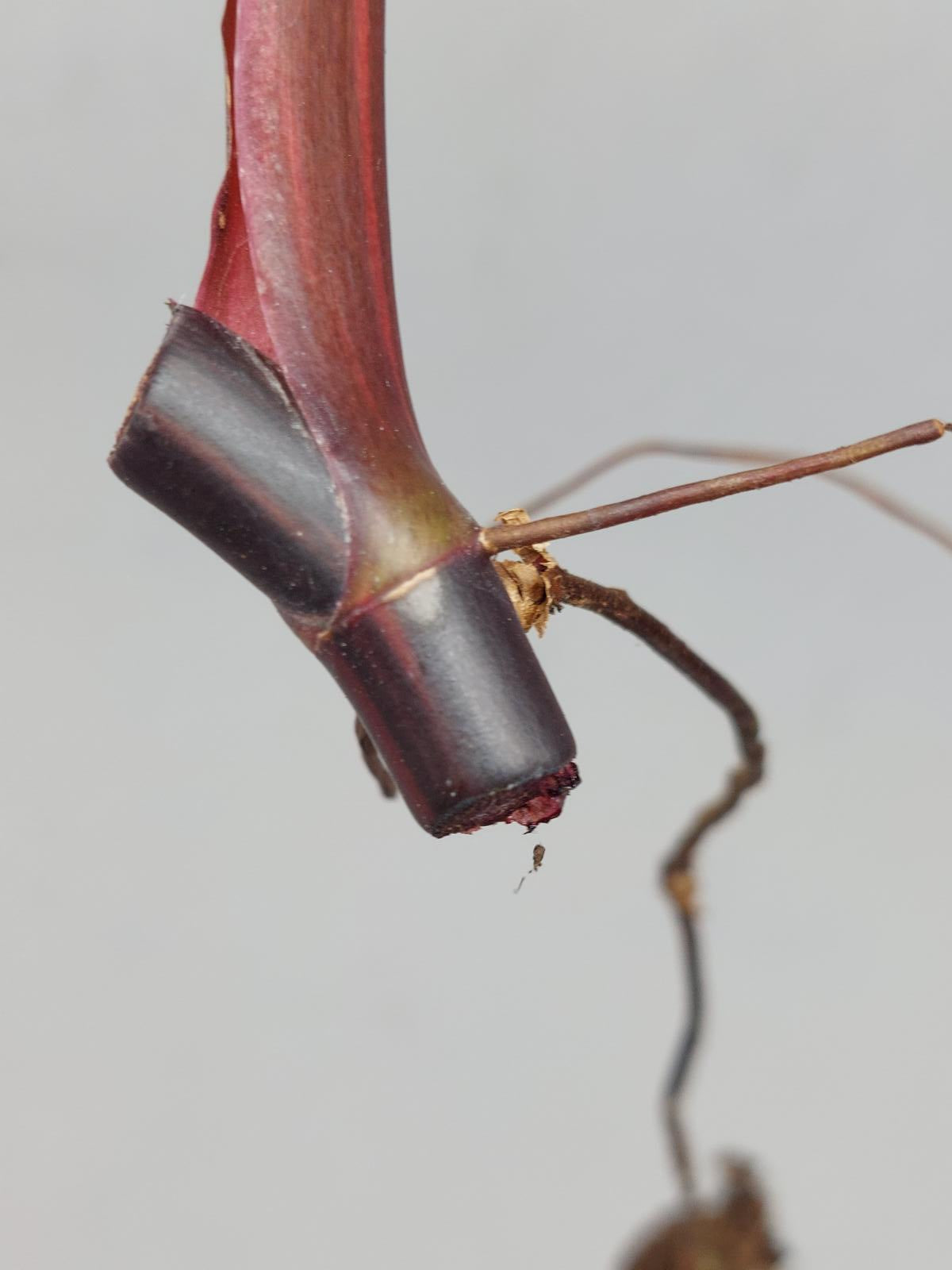 Philodendron Strawberry Shake Steckling