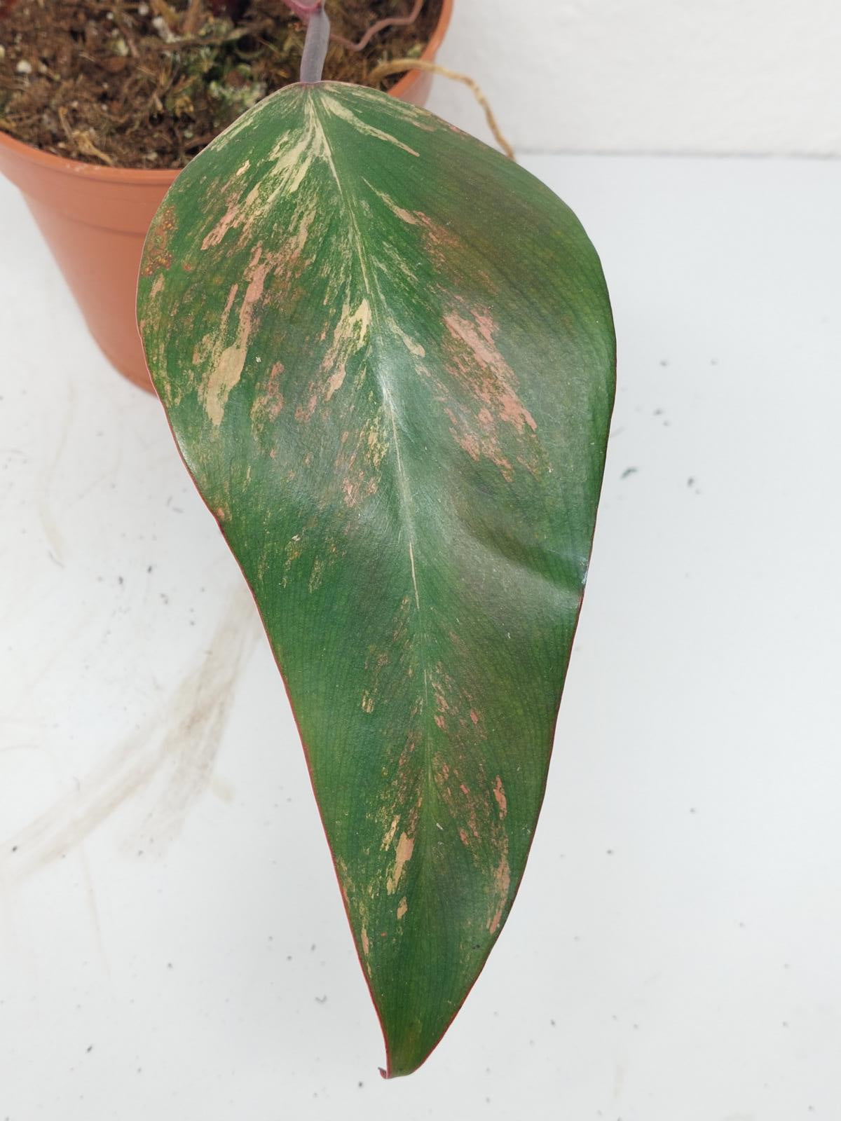 Philodendron Strawberry Shake Steckling
