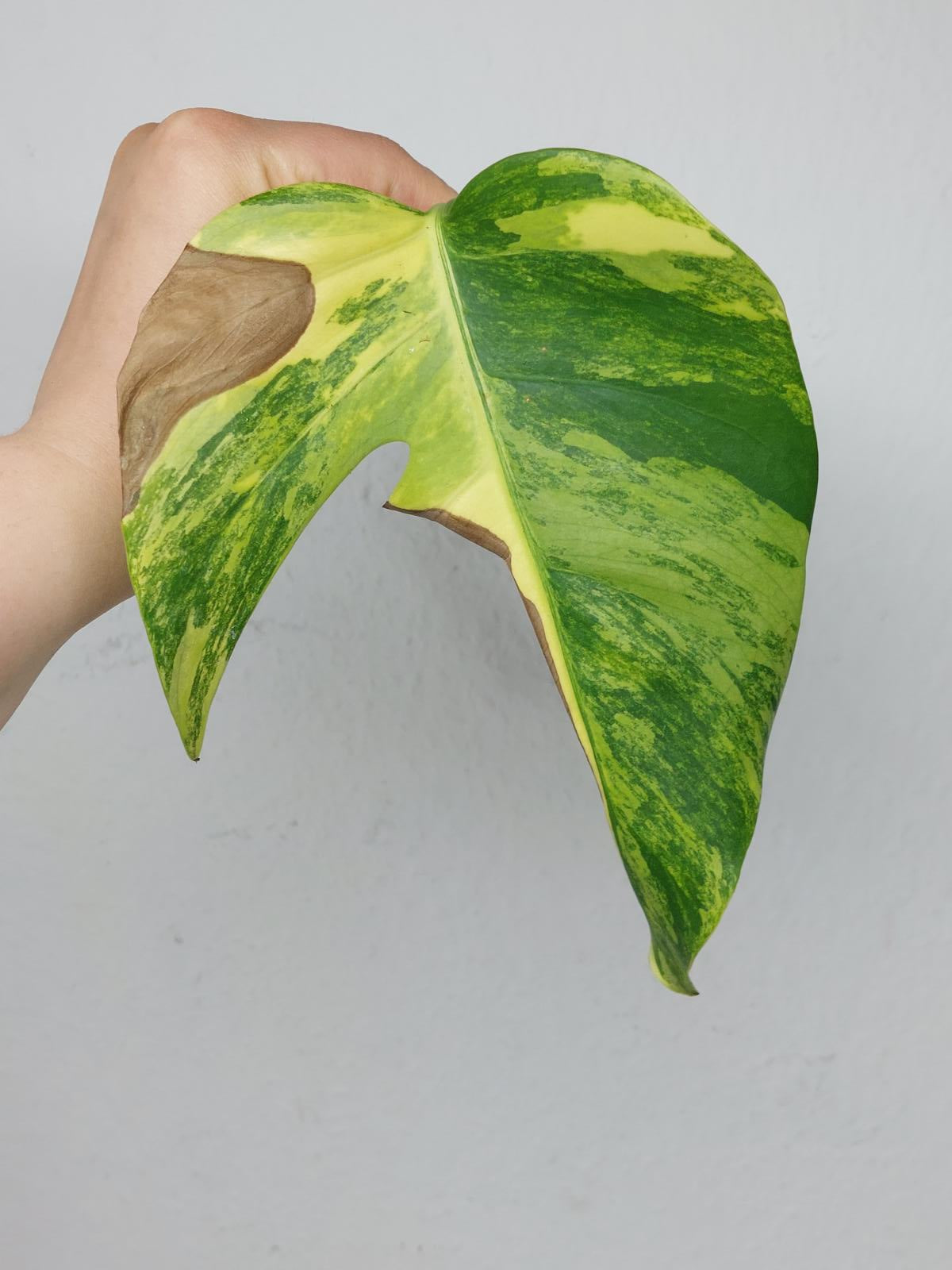 Sad Plants