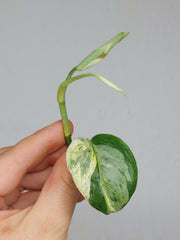 Scindapsus Treubii Moonlight Variegata Stecklinge