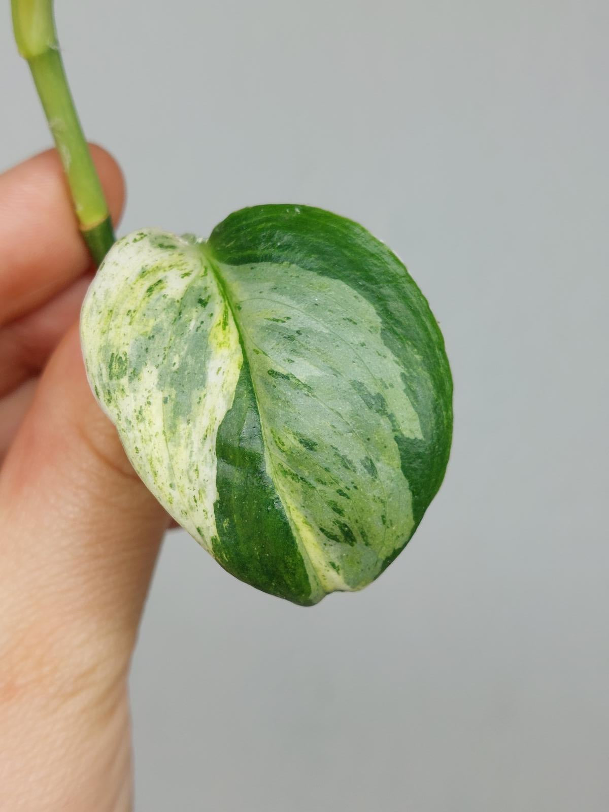 Scindapsus Treubii Moonlight Variegata Stecklinge
