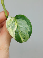 Scindapsus Treubii Moonlight Variegata Stecklinge