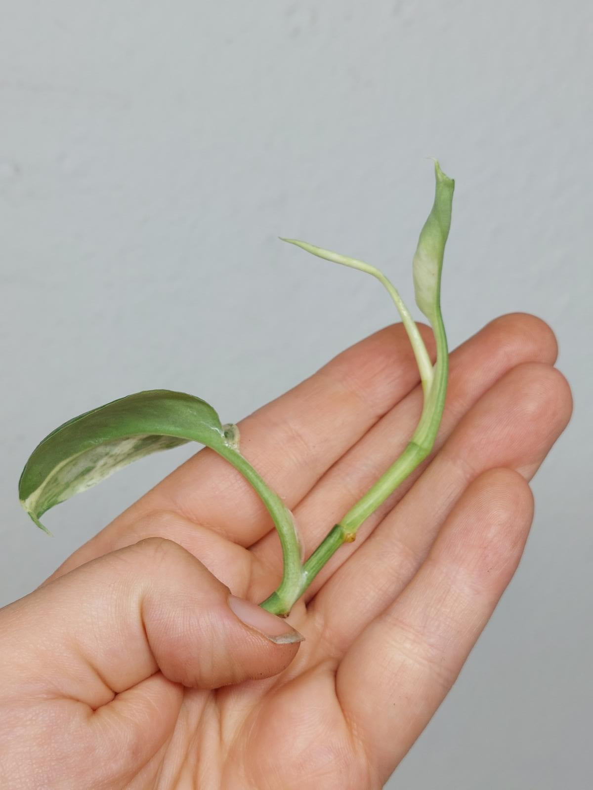 Scindapsus Treubii Moonlight Variegata Stecklinge