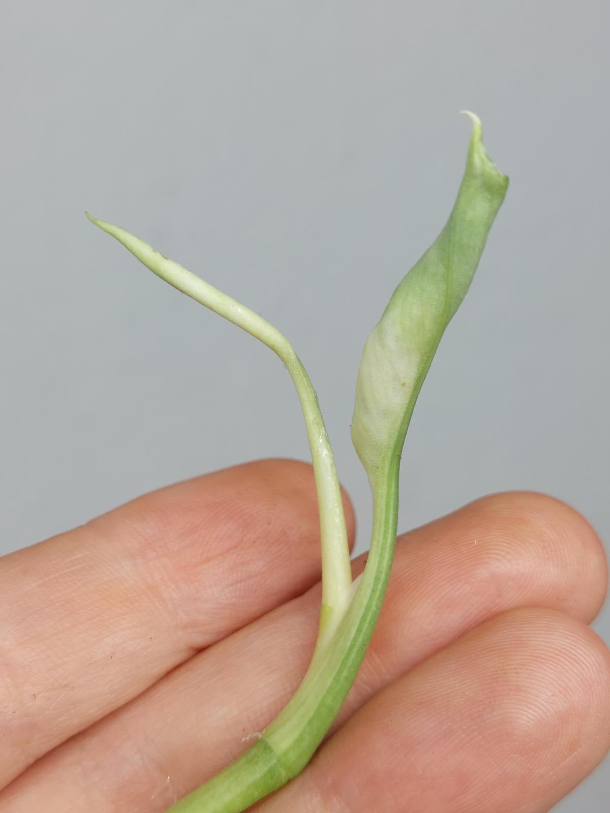Scindapsus Treubii Moonlight Variegata Stecklinge