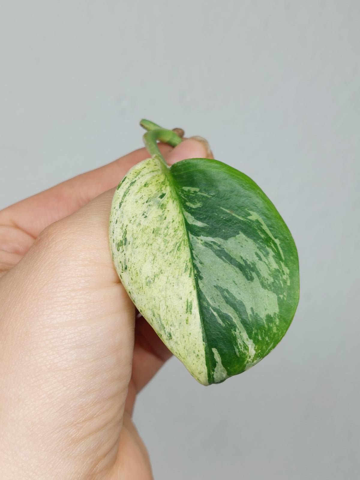 Scindapsus Treubii Moonlight Variegata Stecklinge