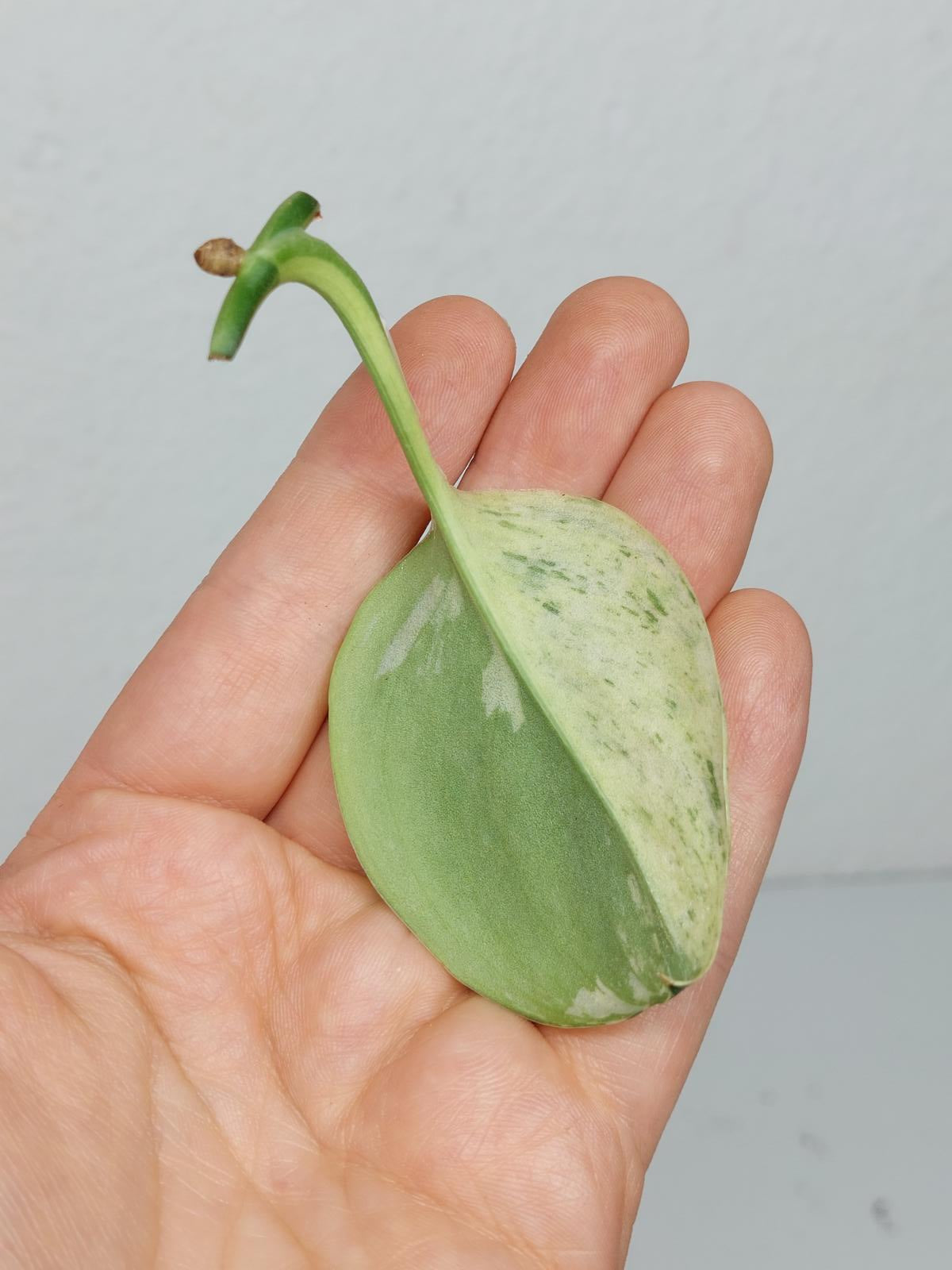 Scindapsus Treubii Moonlight Variegata Stecklinge