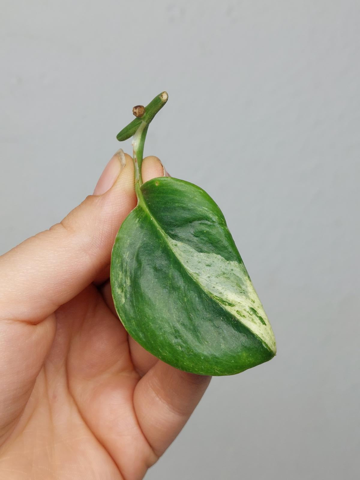 Scindapsus Treubii Moonlight Variegata Stecklinge