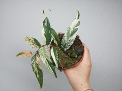 Ficus Sagittata Pink Variegata