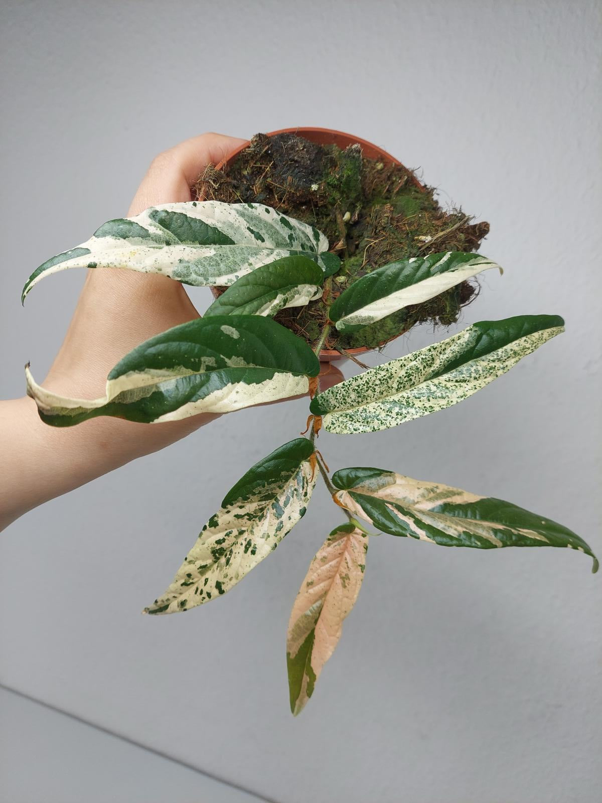 Ficus Sagittata Pink Variegata