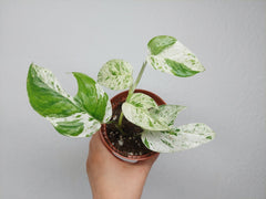 Epipremnum Pinnatum Marble Variegata