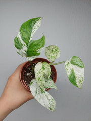 Epipremnum Pinnatum Marble Variegata