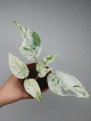 Epipremnum Pinnatum Marble Variegata