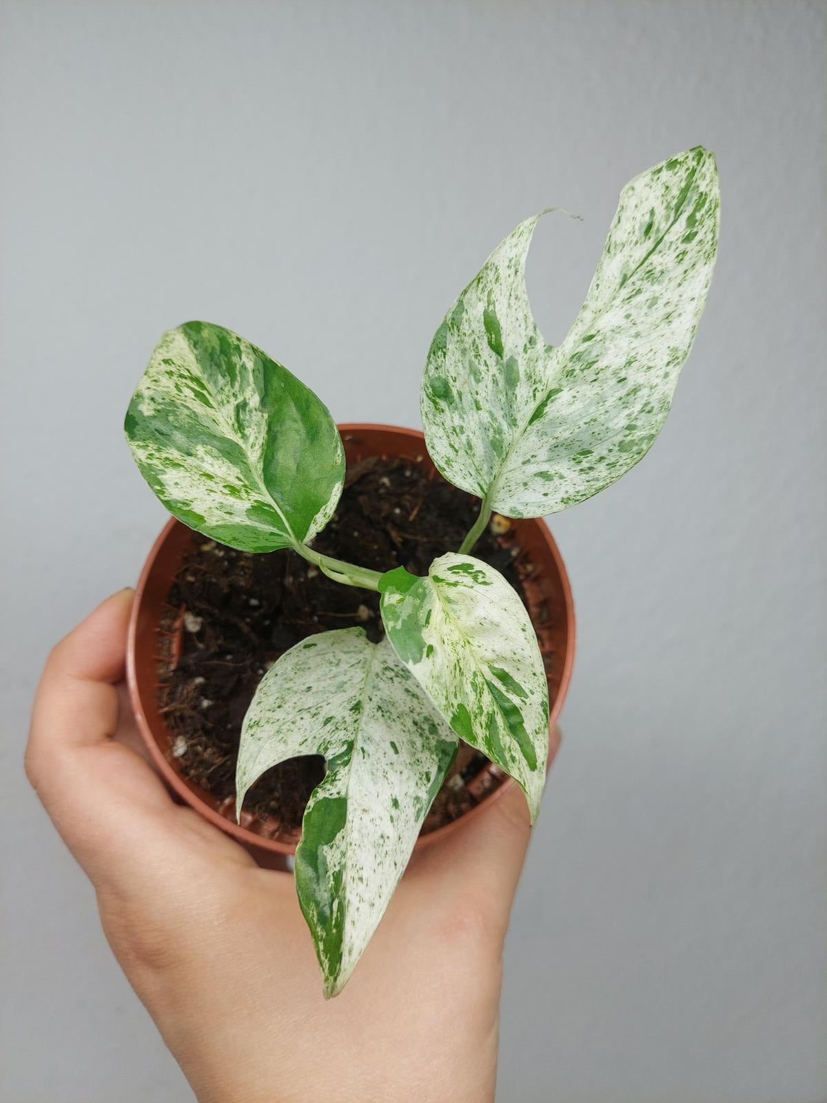 Epipremnum Pinnatum Marble Variegata