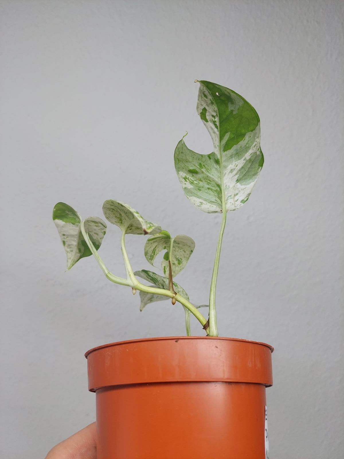 Epipremnum Pinnatum Marble Variegata