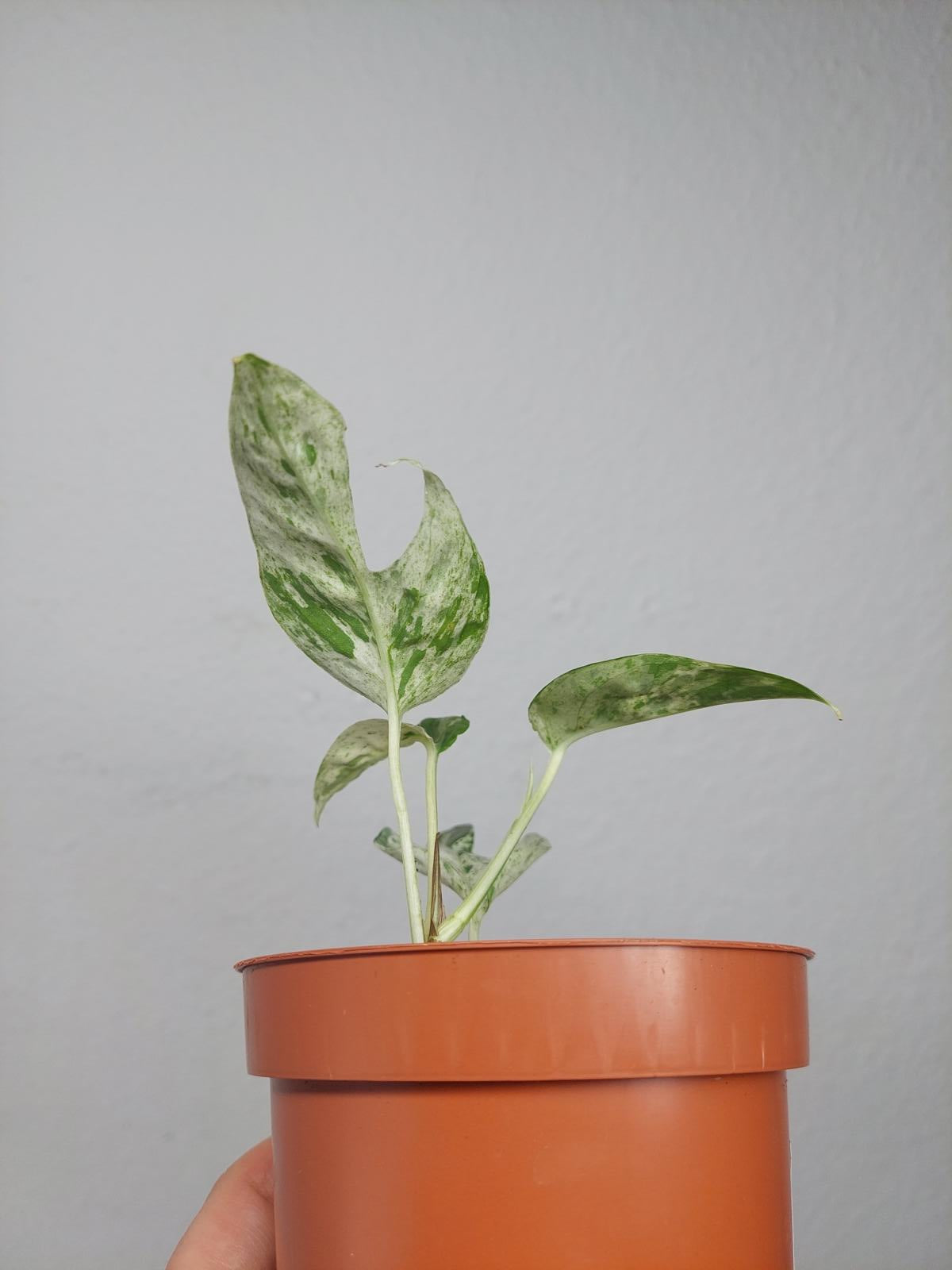Epipremnum Pinnatum Marble Variegata