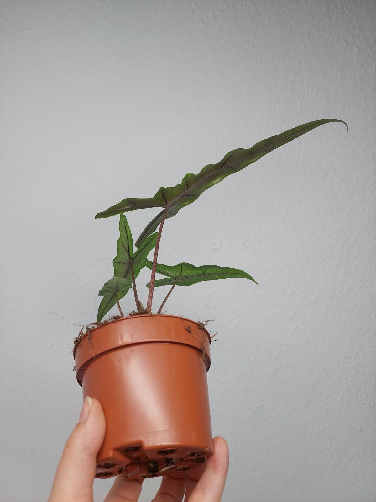 Alocasia Sabrina