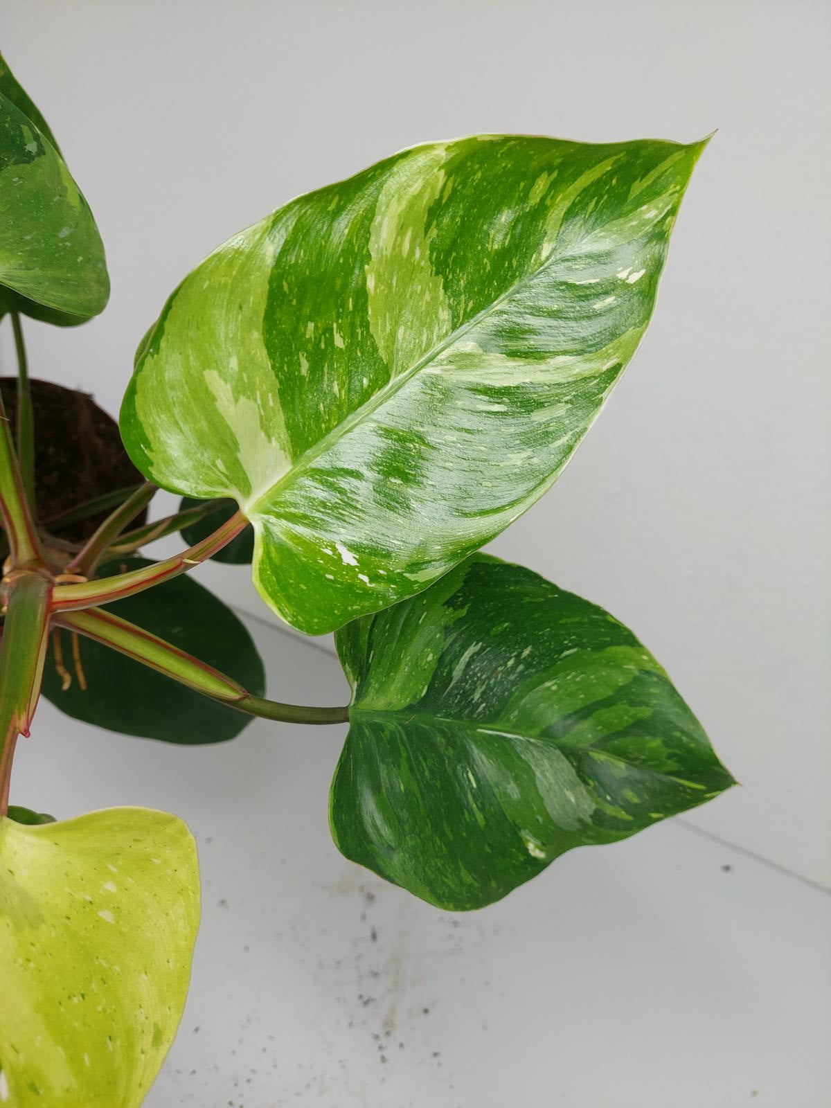 Philodendron White Princess Aurea Tricolor