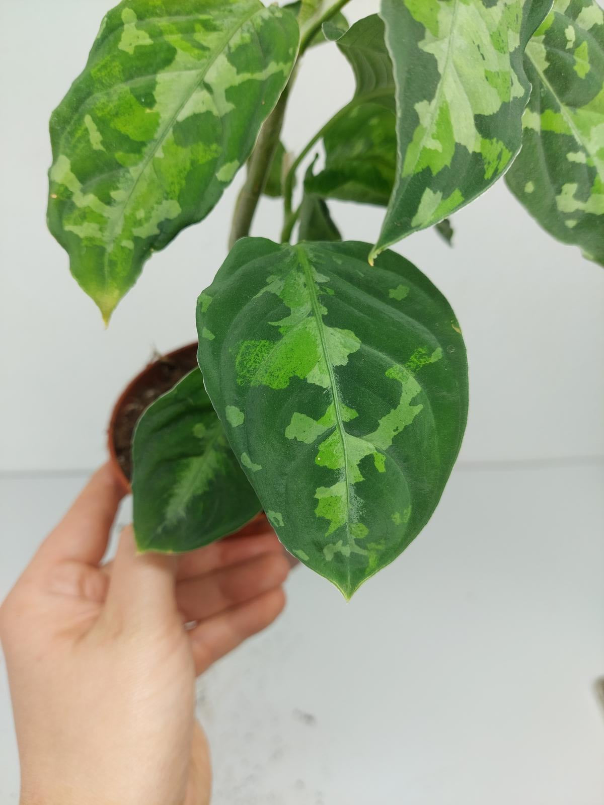 Aglaonema Pictum Tricolor