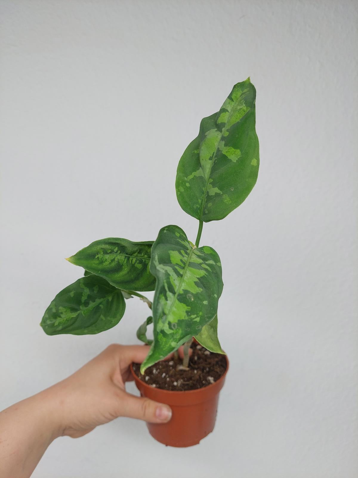 Aglaonema Pictum Tricolor