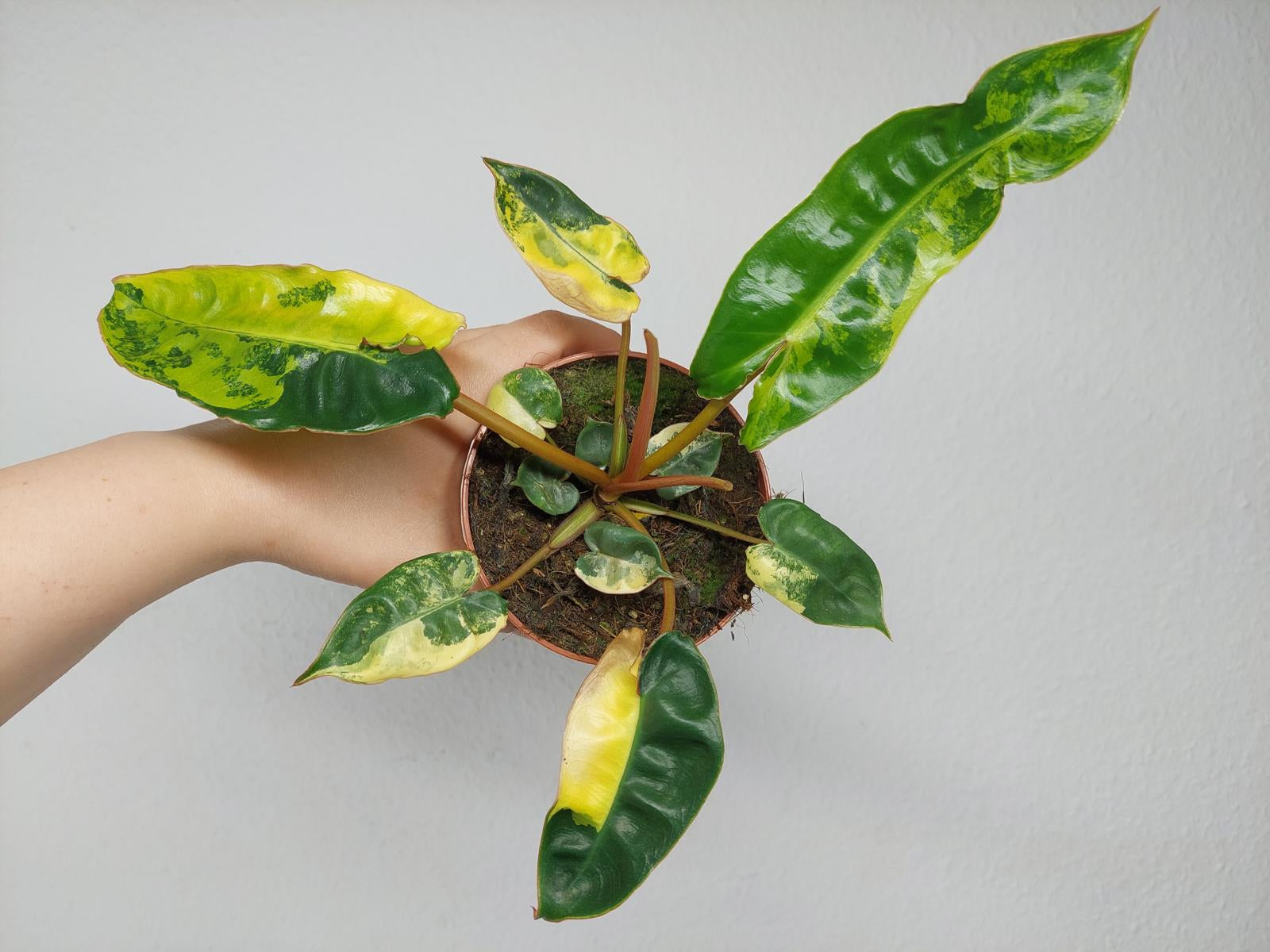 Philodendron Billietiae Variegata