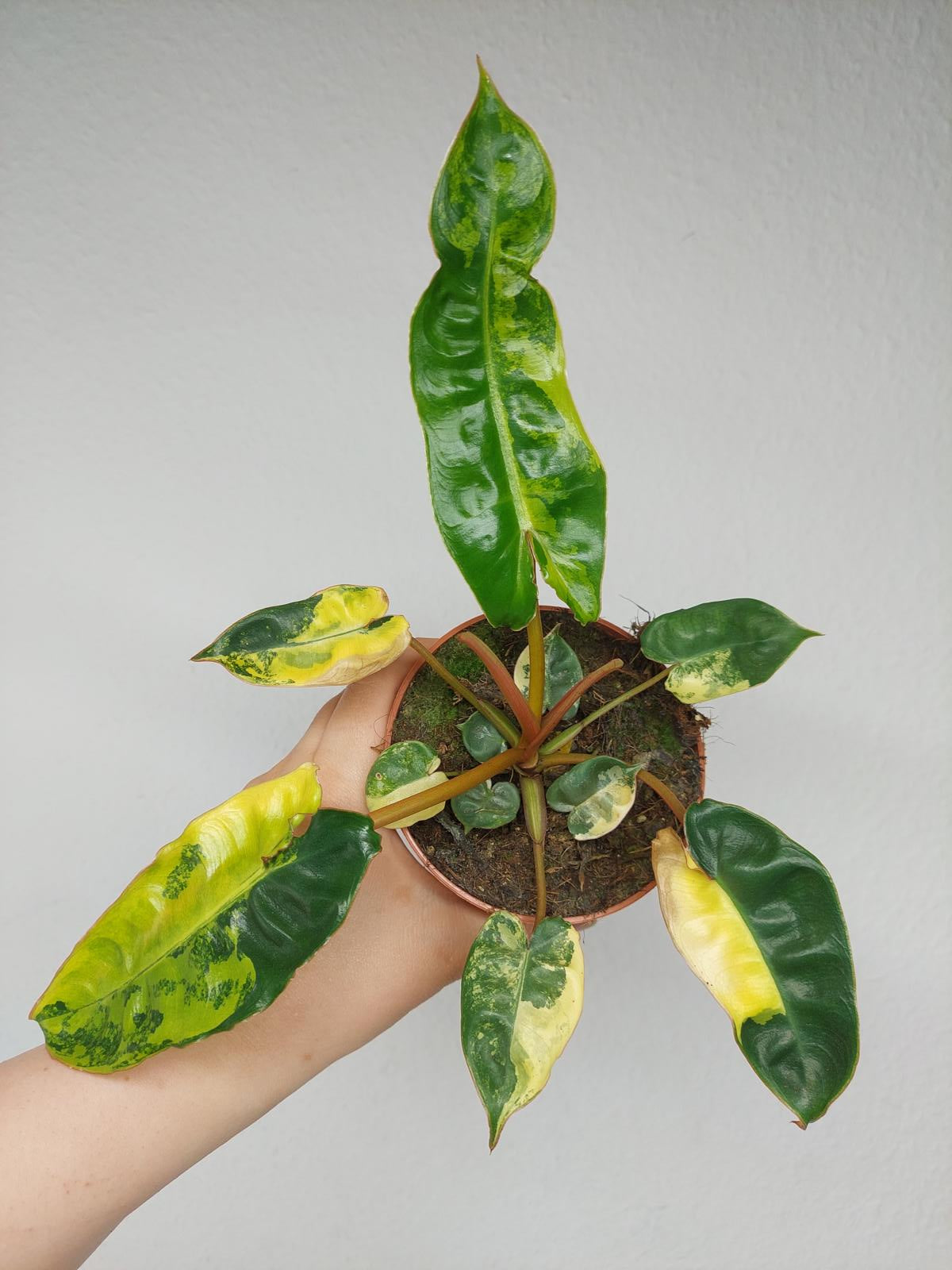 Philodendron Billietiae Variegata