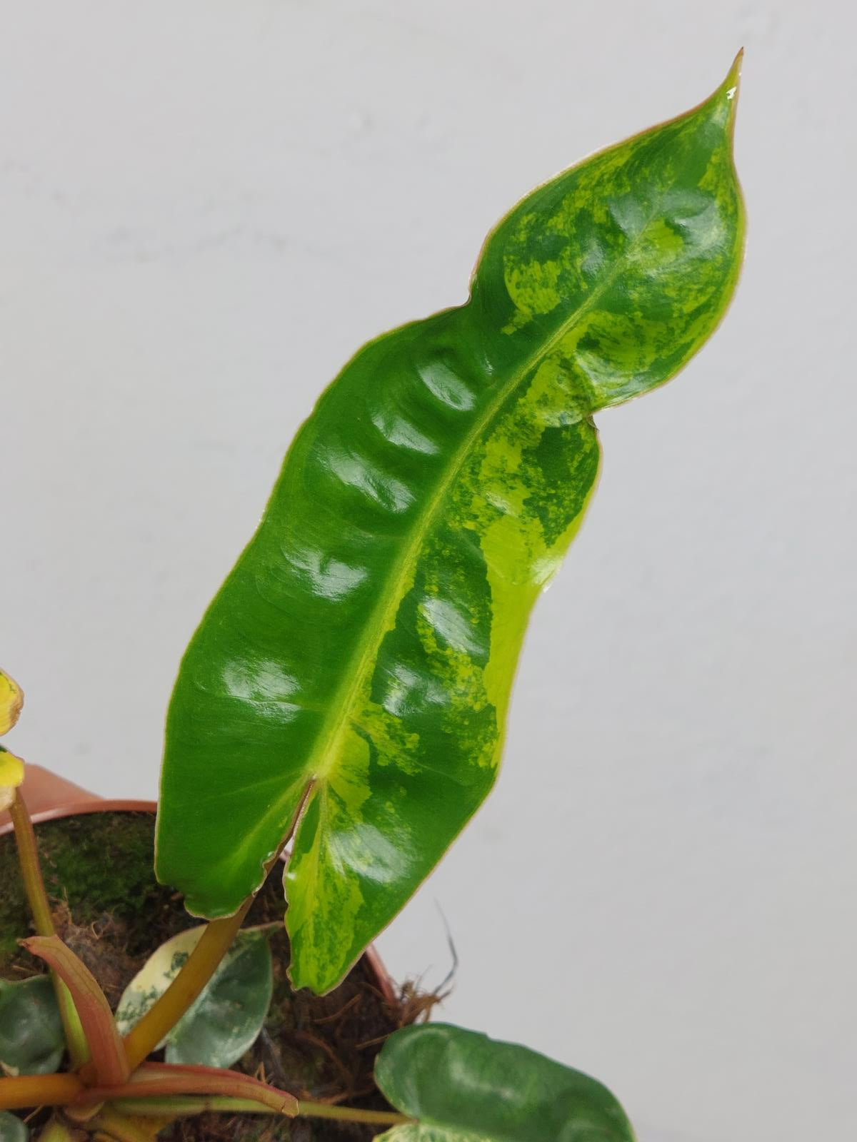 Philodendron Billietiae Variegata