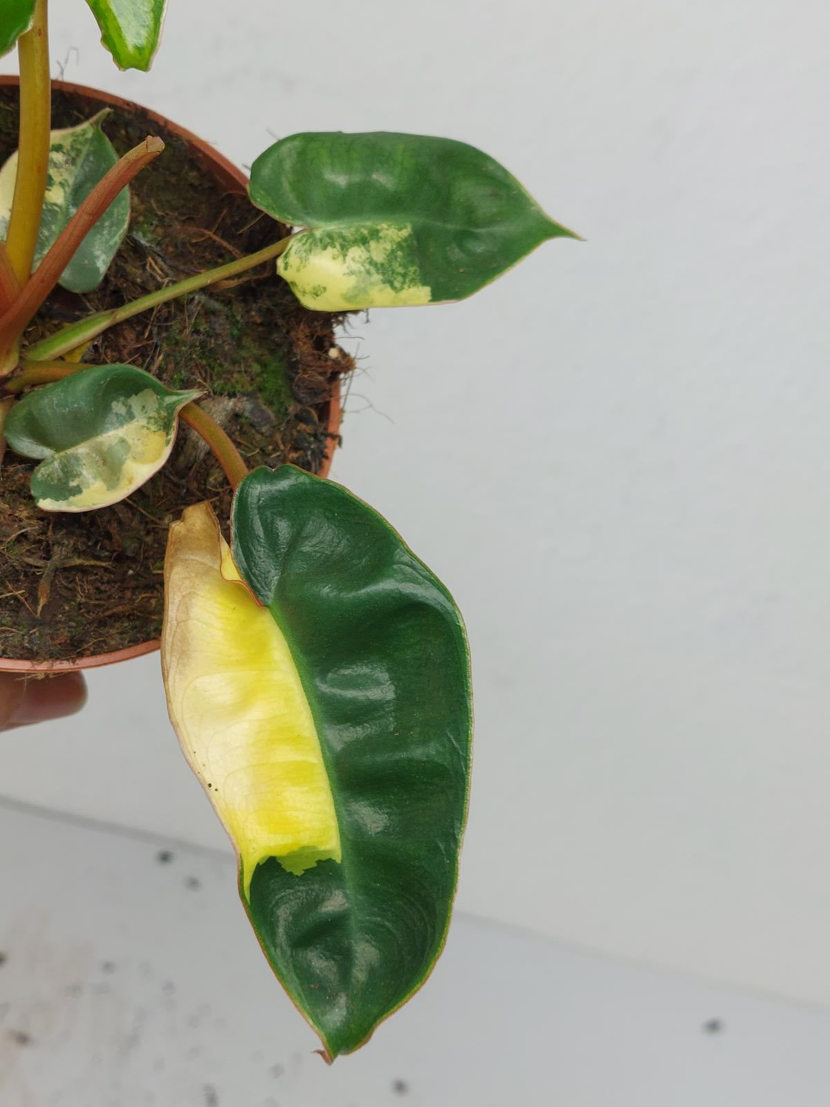 Philodendron Billietiae Variegata