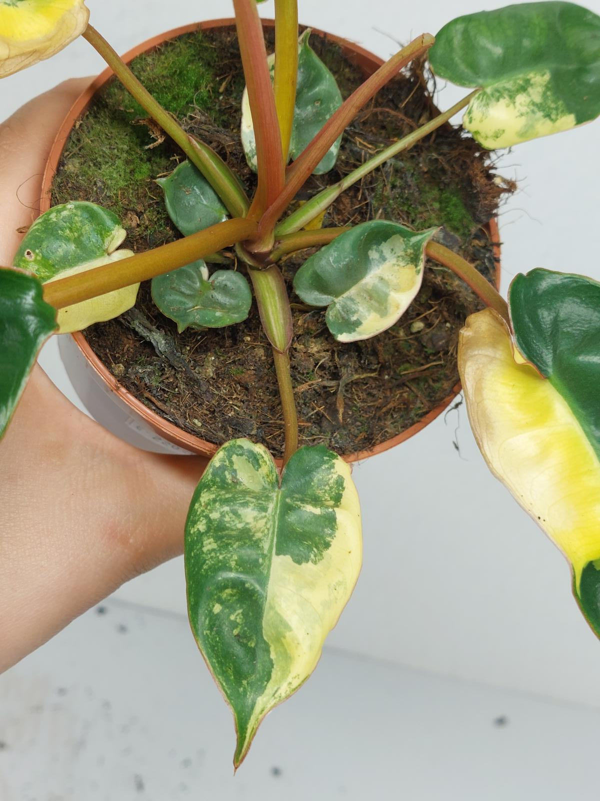 Philodendron Billietiae Variegata