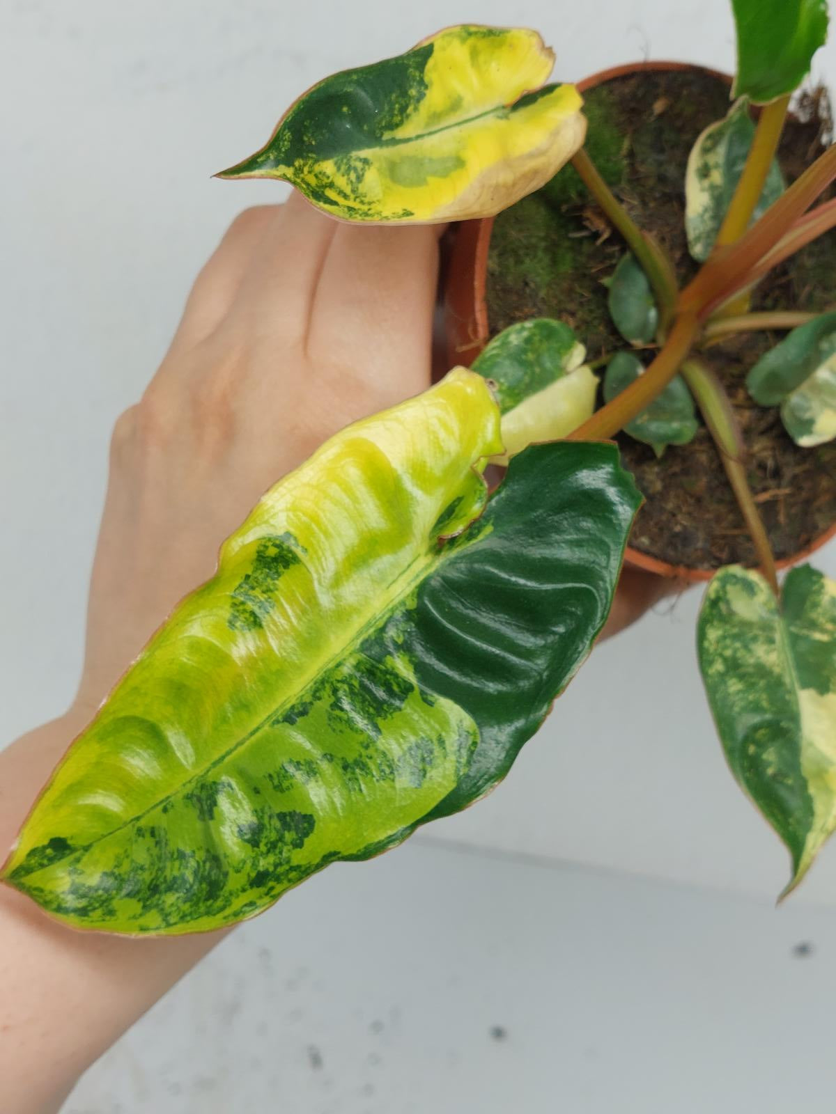 Philodendron Billietiae Variegata