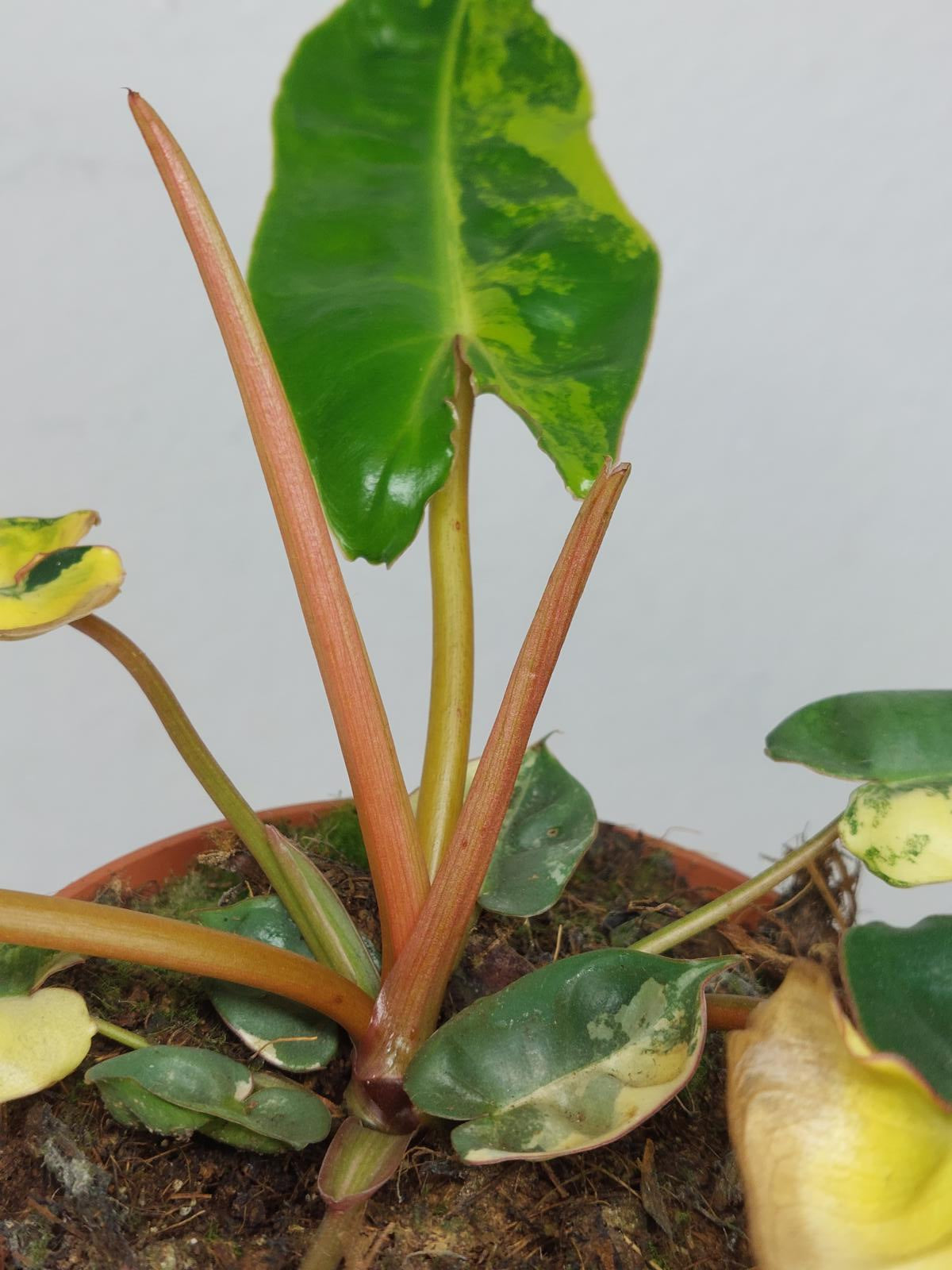Philodendron Billietiae Variegata