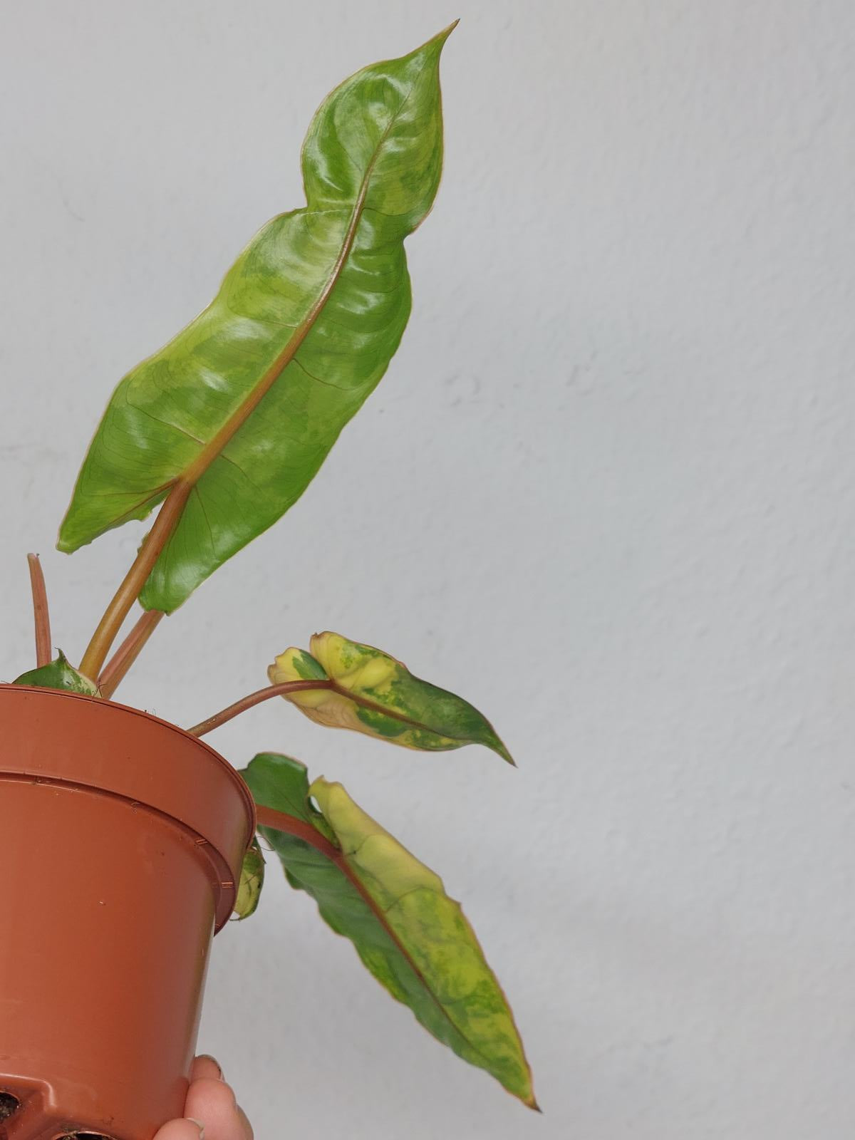Philodendron Billietiae Variegata