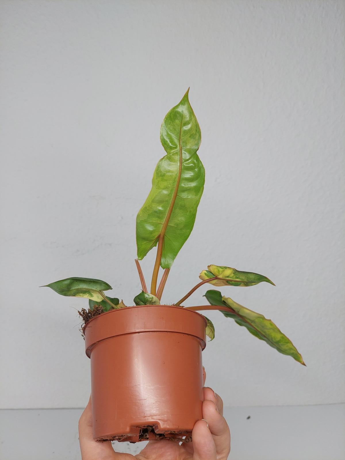 Philodendron Billietiae Variegata