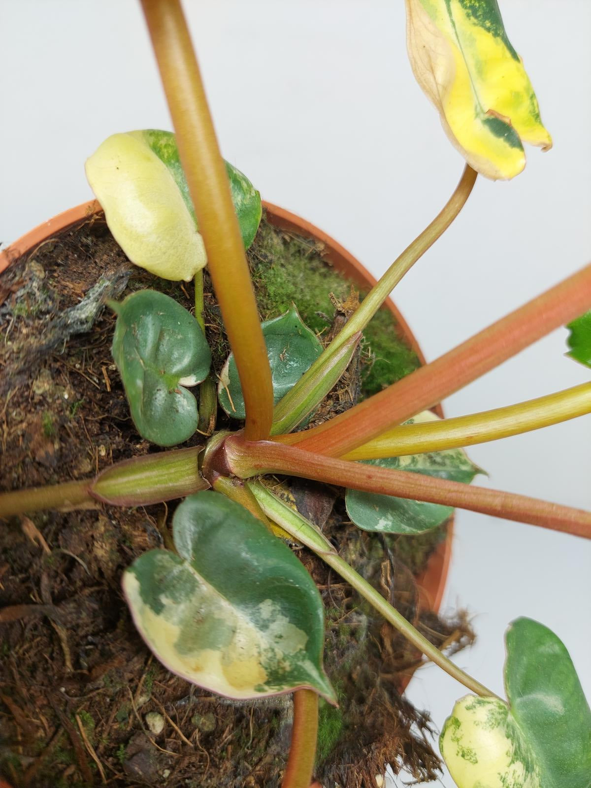 Philodendron Billietiae Variegata