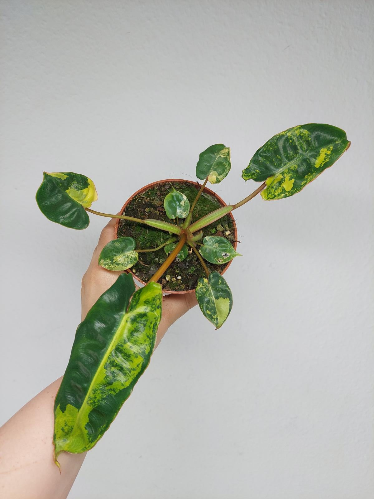 Philodendron Billietiae Variegata