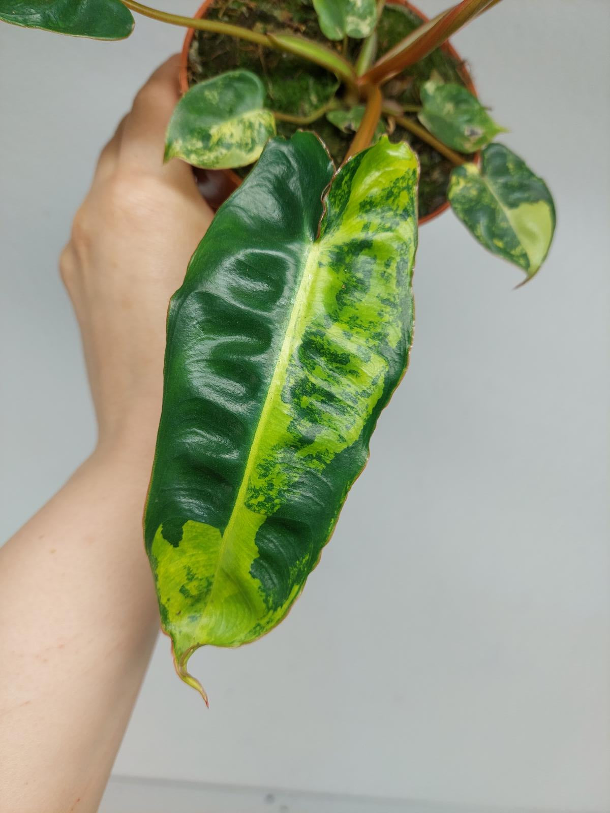 Philodendron Billietiae Variegata
