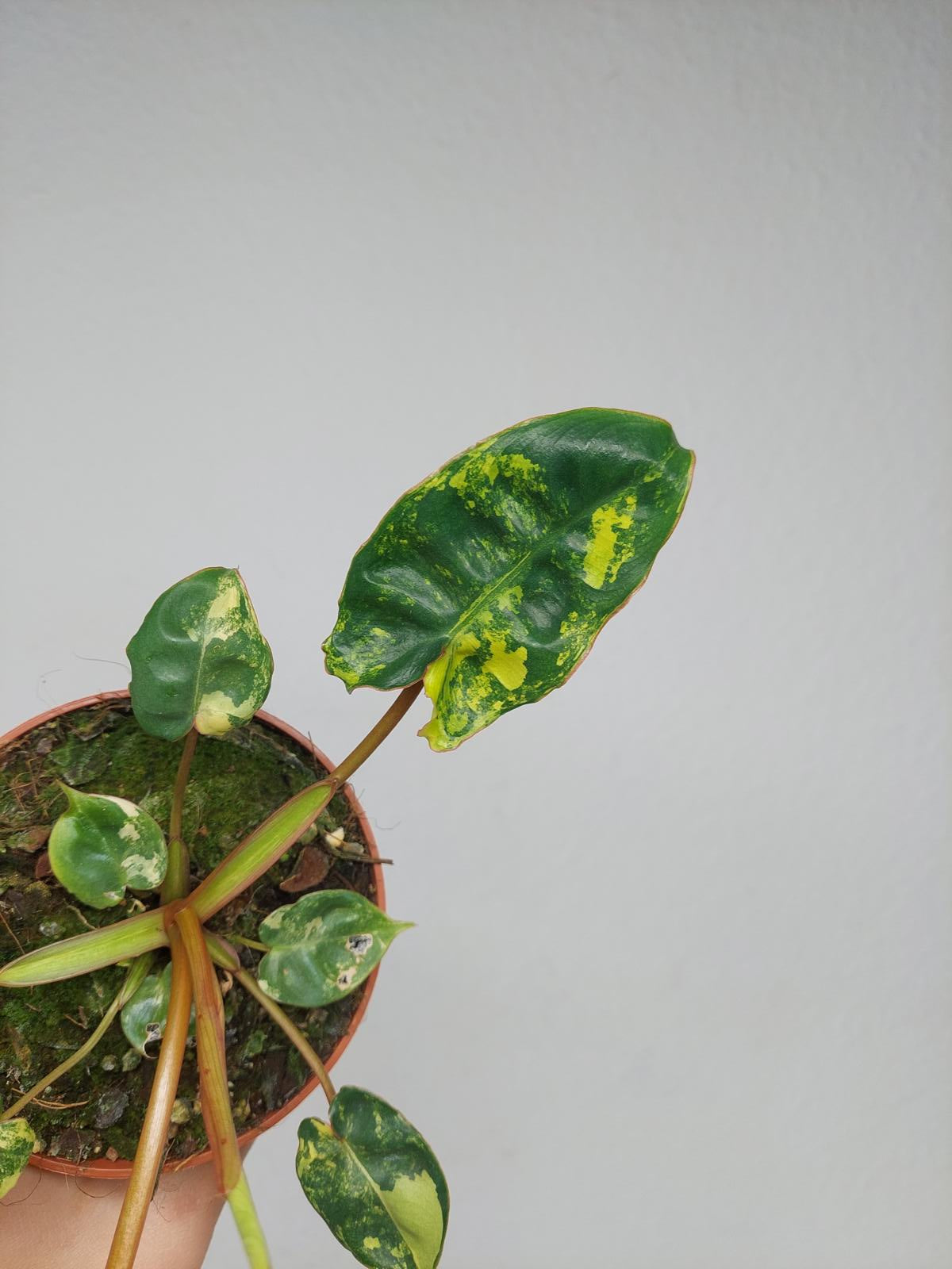 Philodendron Billietiae Variegata