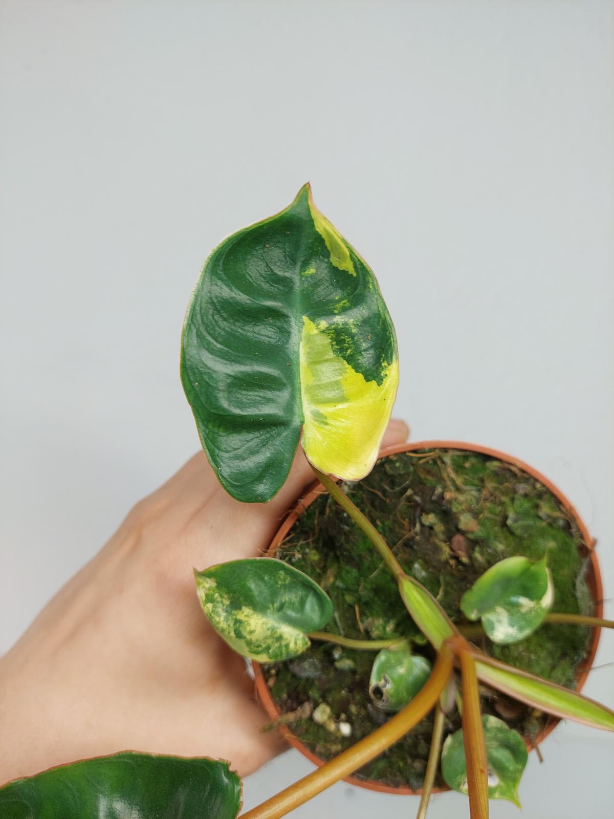 Philodendron Billietiae Variegata