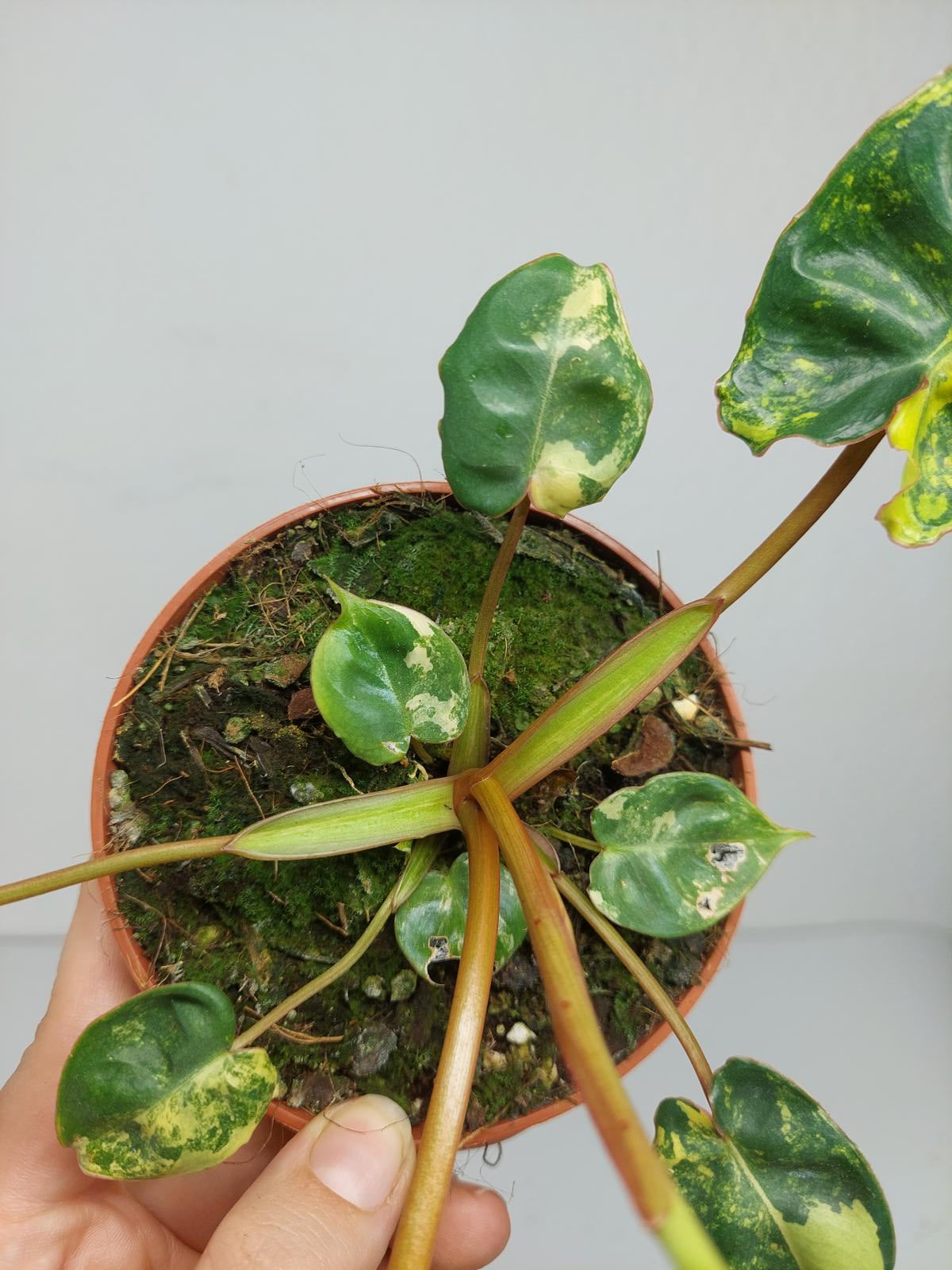 Philodendron Billietiae Variegata