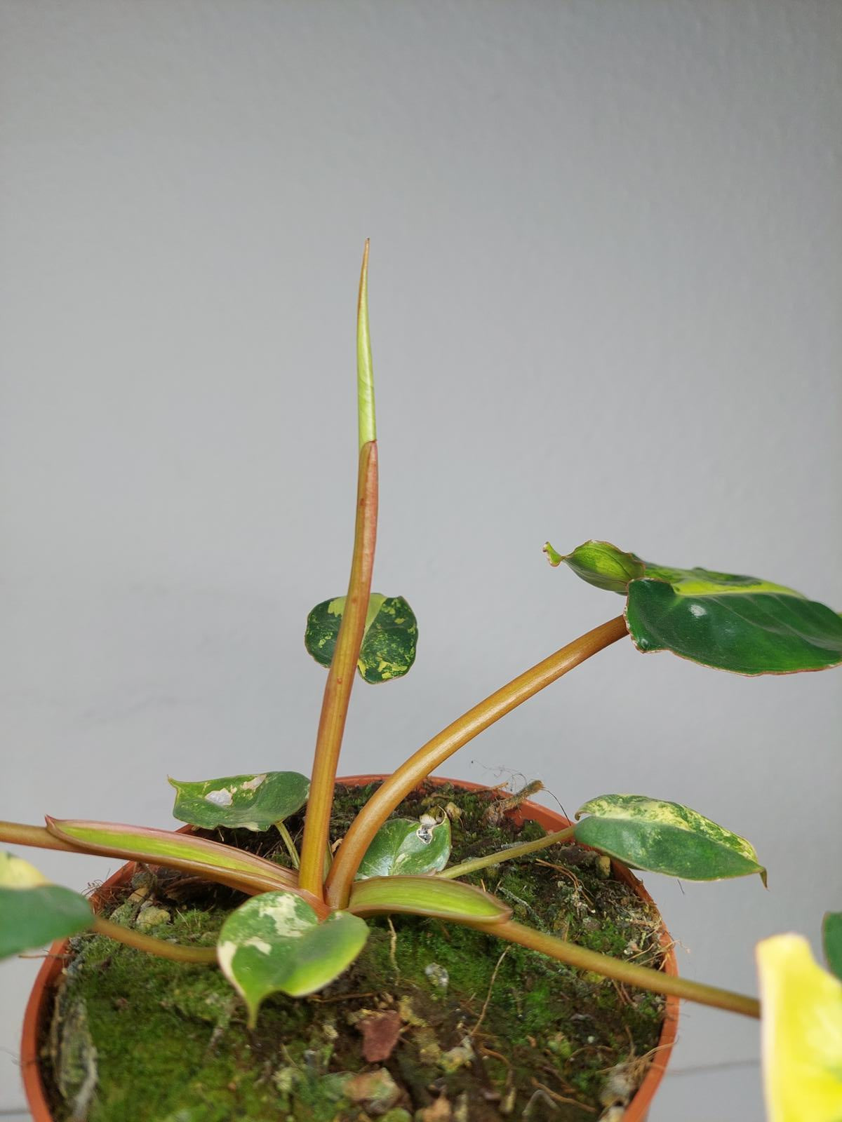 Philodendron Billietiae Variegata