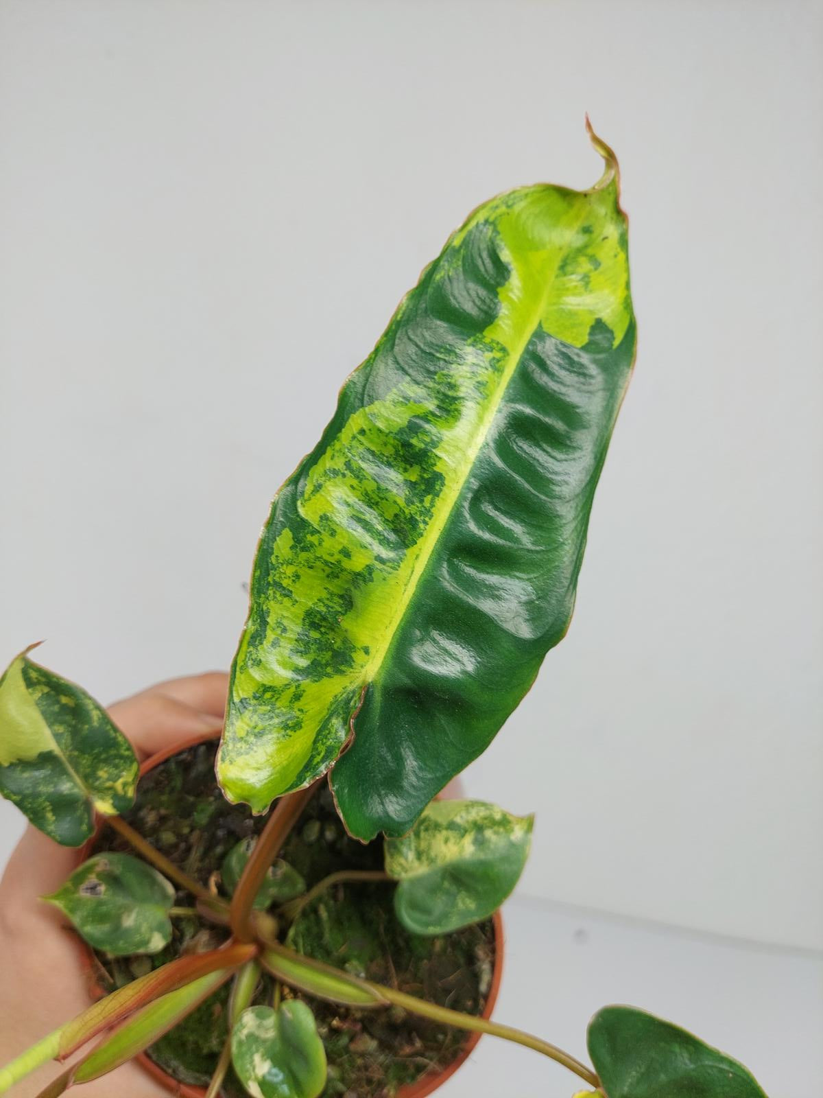 Philodendron Billietiae Variegata